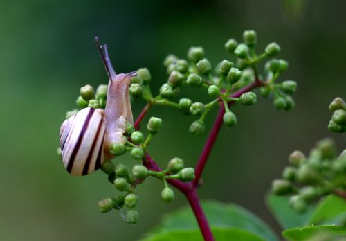 snail shell horns