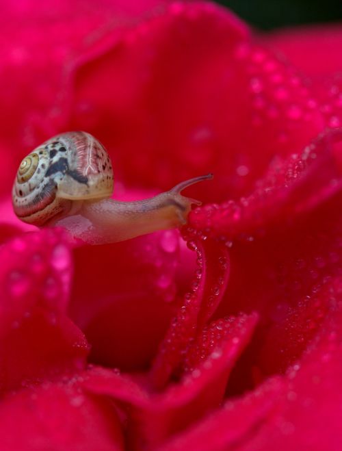 snail rose red