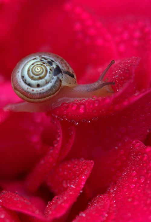 snail rose red