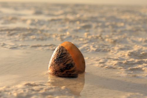 snail sand the sea