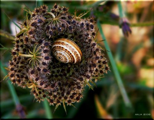 snail shell close