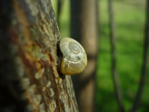 snail support trunk