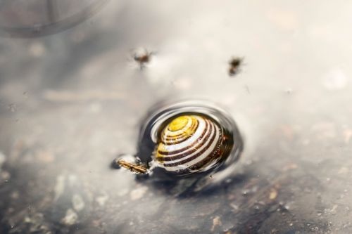 snail puddle water