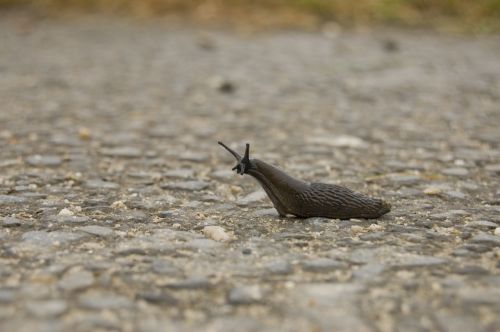 snail away slug