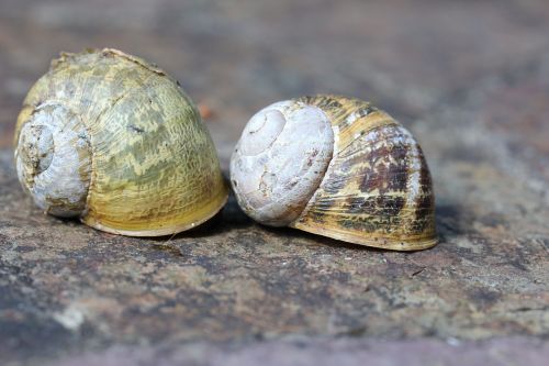 snail slimy nature