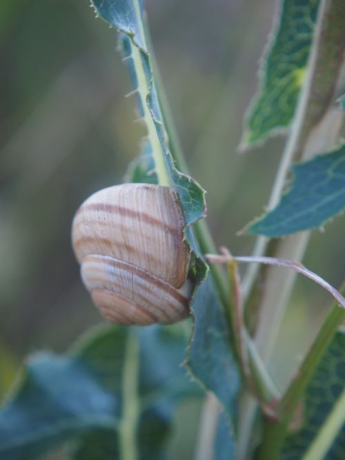 snail shell nature