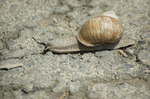 snail shell