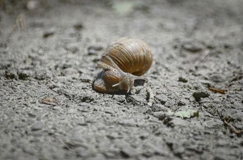 snail shell