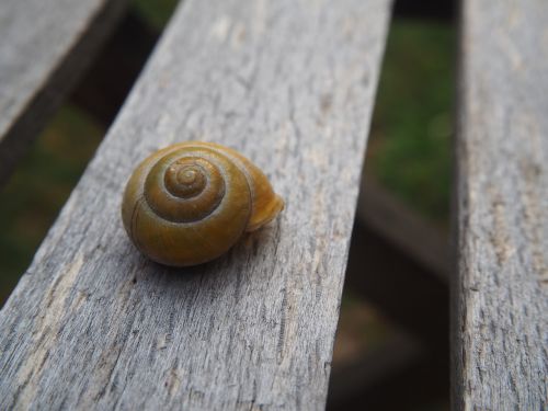 snail shell garden