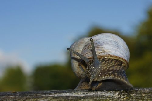 snail shell escargots
