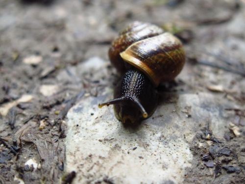 snail macro nature