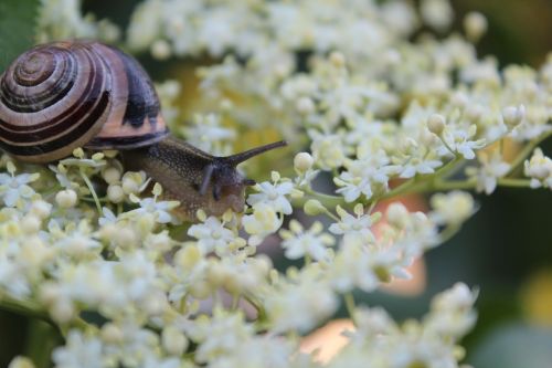 snail flowers flowering