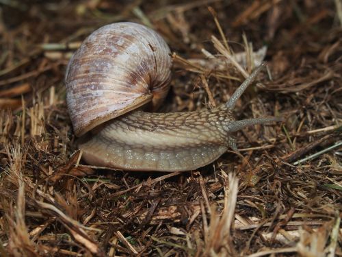 snail vinbergssnigel slug