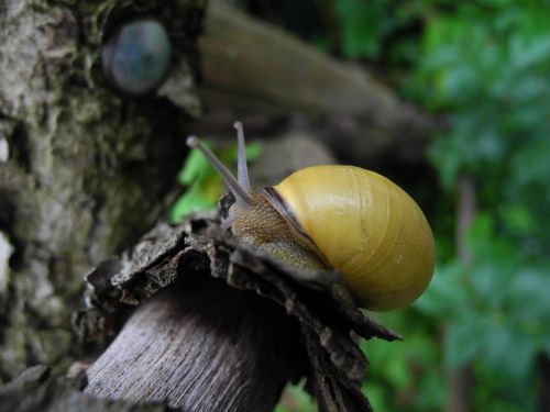 snail nature close