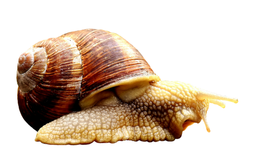 snail animal home