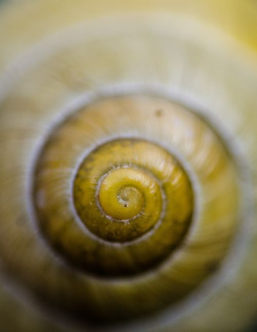 snail shell nature