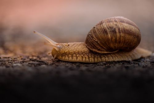 snail outdoor blur