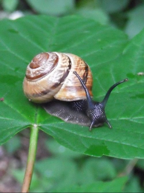 snail shell mollusk