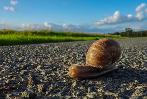 snail road nature