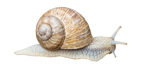 snail shell slowly