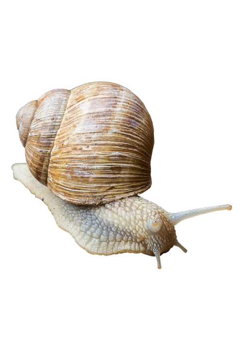 snail shell slowly