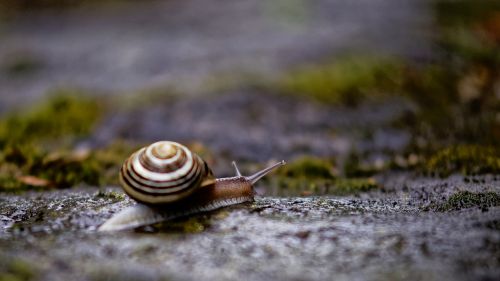snail animal slowly
