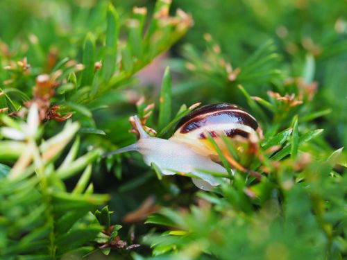 snail garden shell