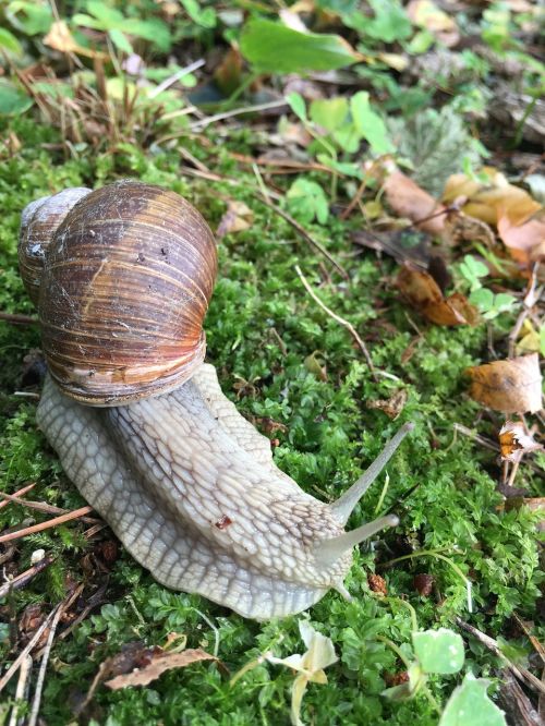 snail forest wood