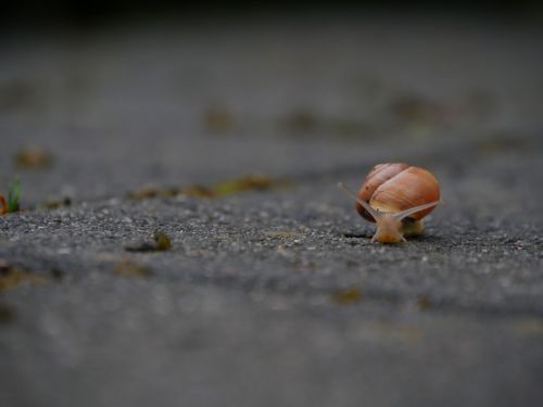 snail slowly shell
