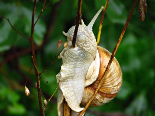 snail bush