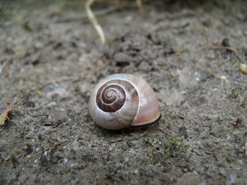 snail brown cochlea