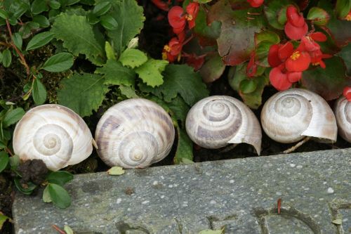 snail snail shells group