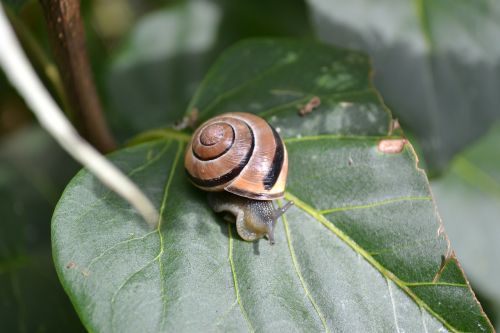 snail garden snail leaf