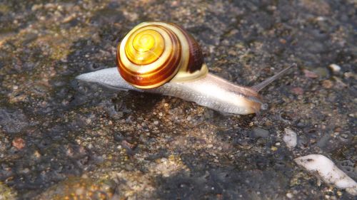 snail wet rain