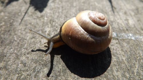 snail molluscum seashell