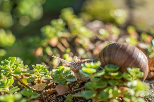 snail green shell