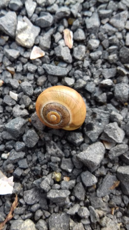 snail autumn seashell