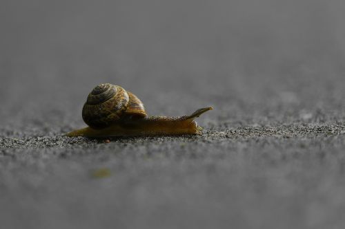 snail crossing slow