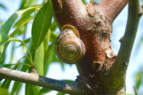 snail animal geometry