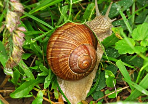 snail cottage seashell