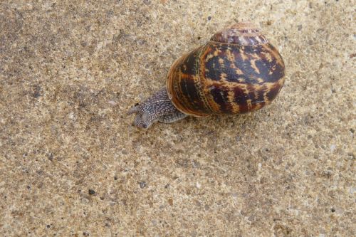 snail animal nature