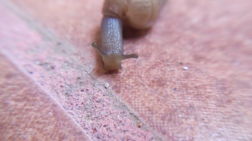 snail invertebrate crawl