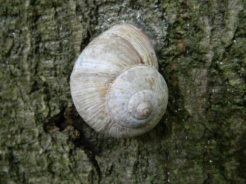 snail tree bark