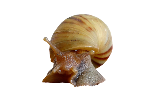 snail shell molluscs