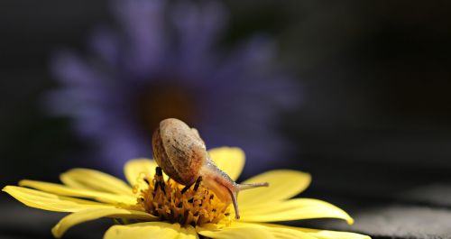 snail va-jay-jay flower