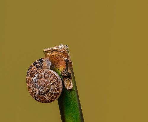 snail macro insects