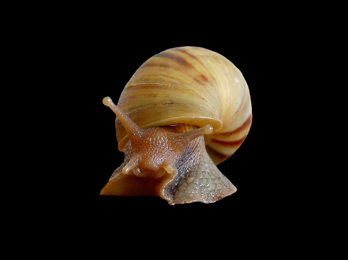 snail shell molluscs