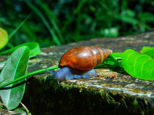 snail stone nature