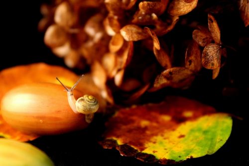 snail baby snail autumn