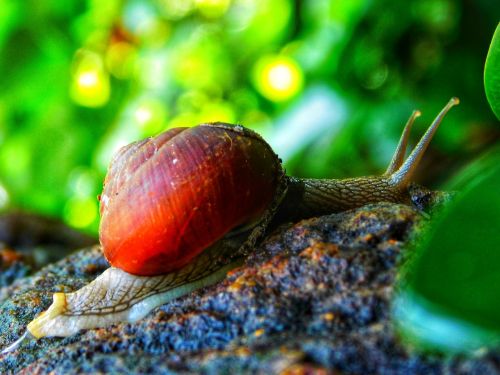 snail stone plants